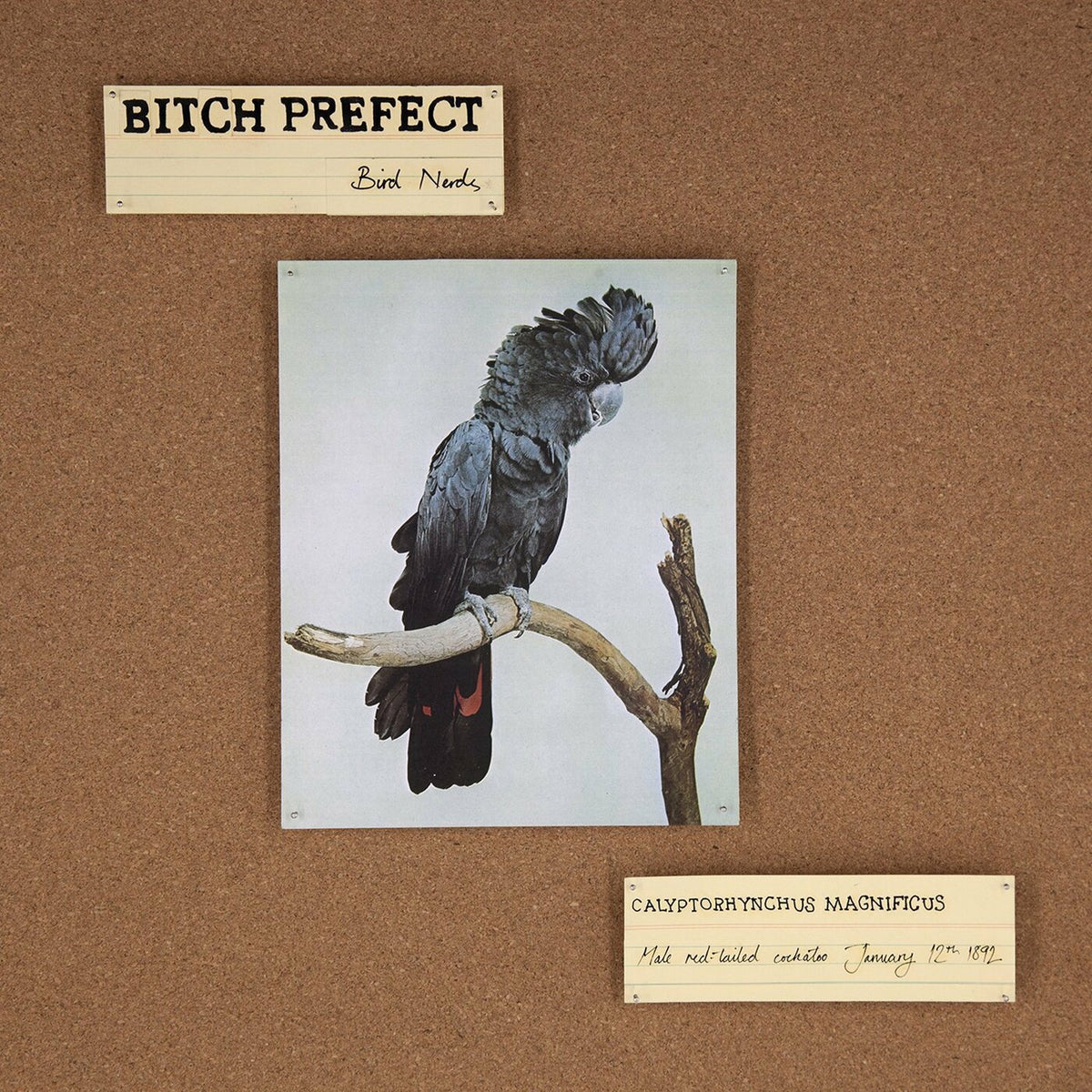 Bitch Prefect - Bird Nerds | CD