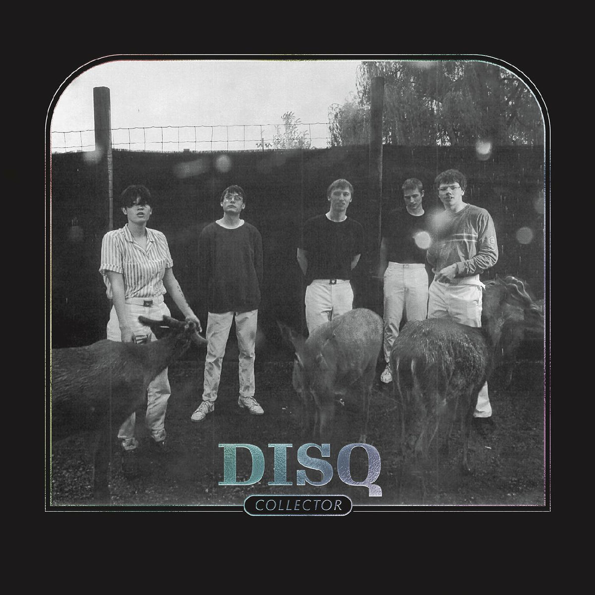 Disq - Collector | CD