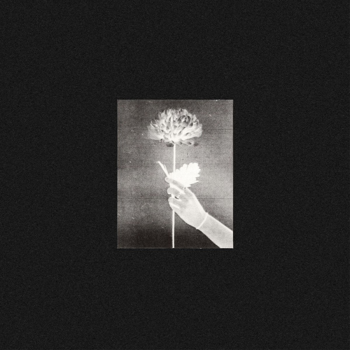 White Flowers - Day By Day | CD