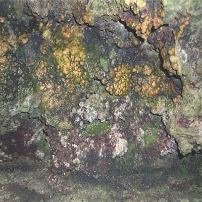 HIVE MIND - Elemental Disgrace | Vinyl
