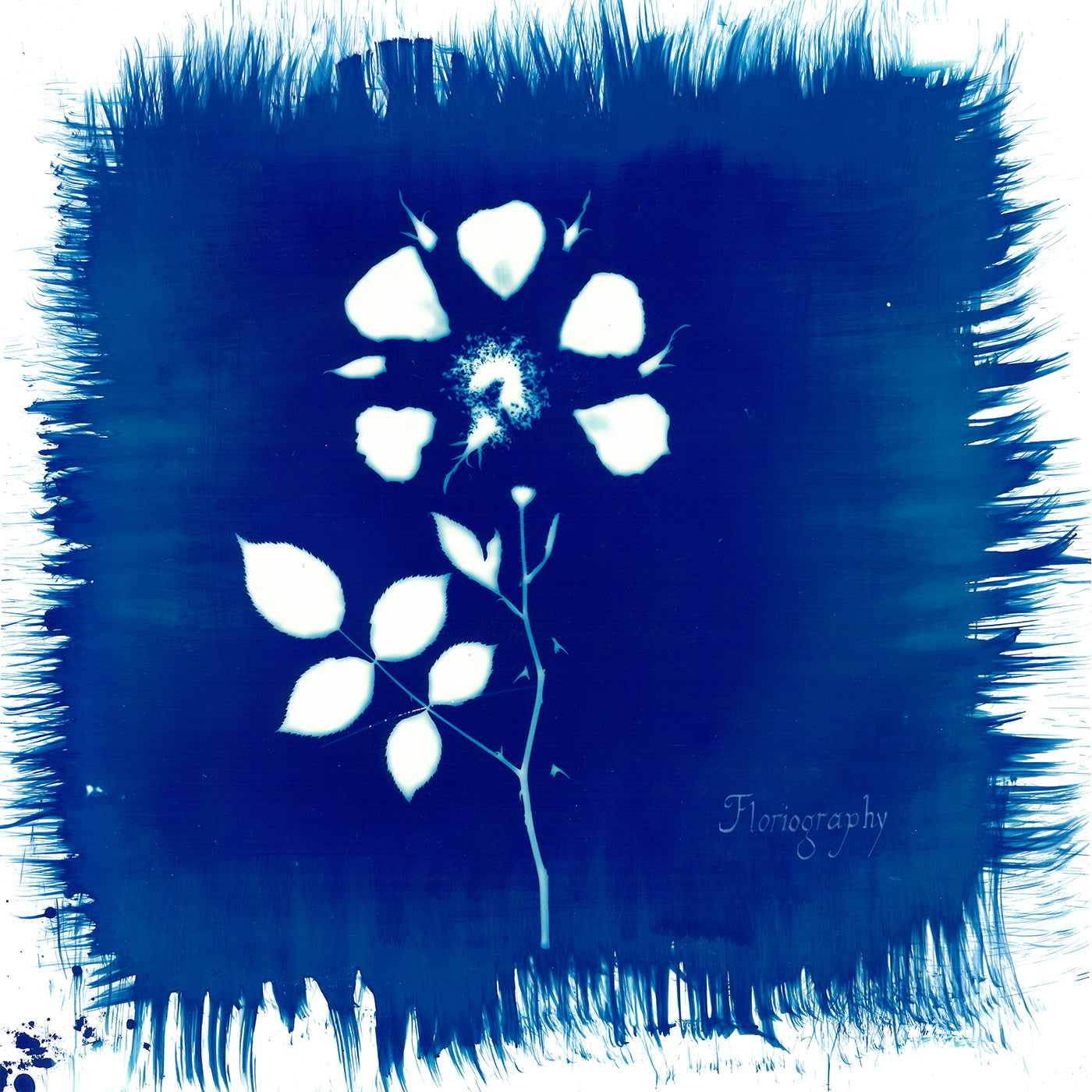 Painted Zeros - Floriography | CD