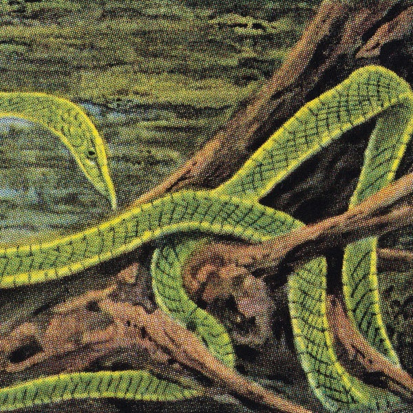 RAINFOREST SPIRITUAL ENSLAVEMENT - Green Graves | Vinyl