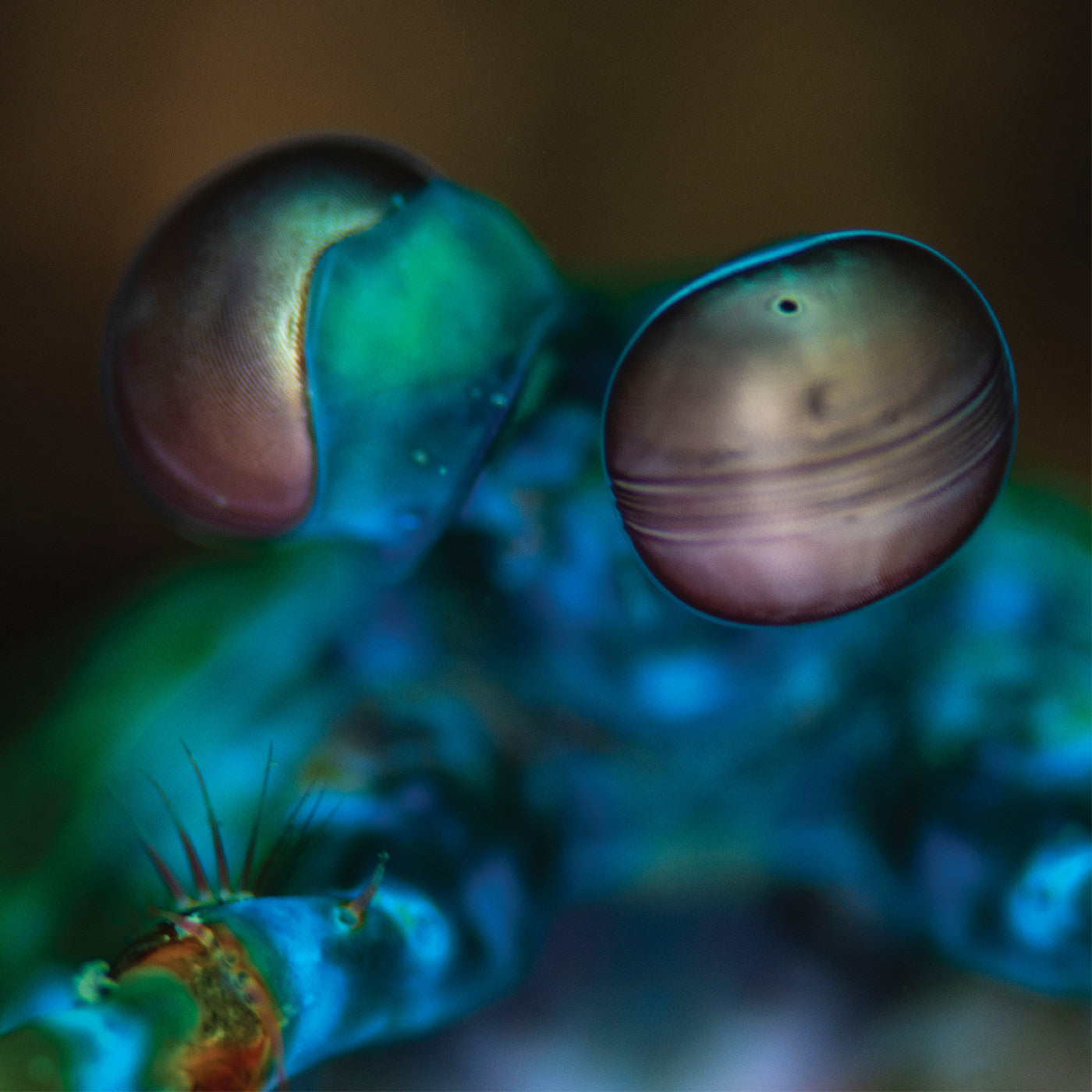 Melvin Gibbs | Amasia: Anamibia Sessions 2 | Vinyl