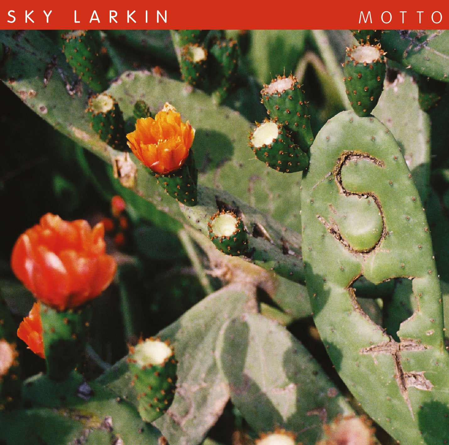 Sky Larkin - Motto | Vinyl