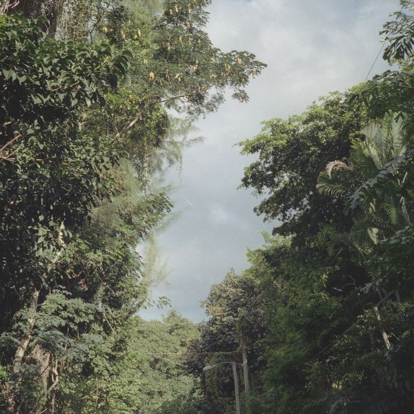 Zac Nelson - New Once | Vinyl