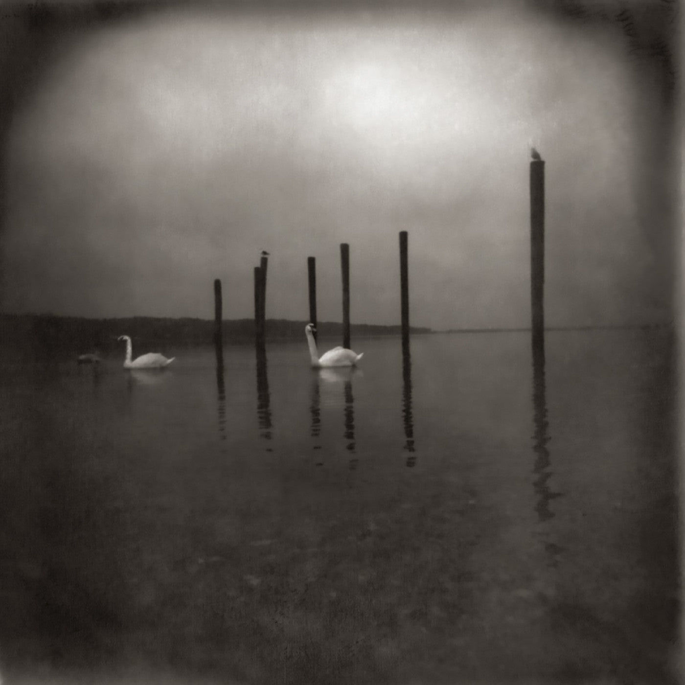 Om - Conference Of The Birds | Vinyl