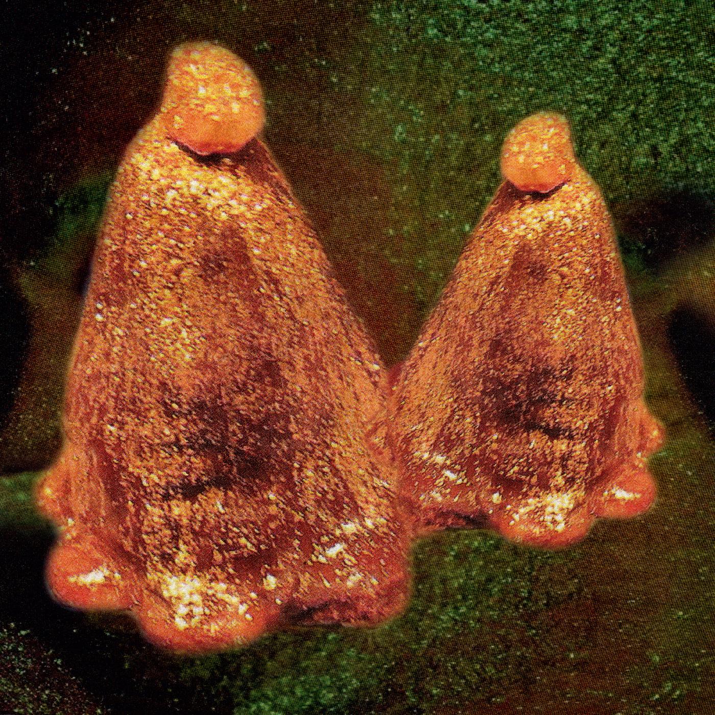 Black To Comm - Oocyte Oil & Stolen Androgens | Vinyl