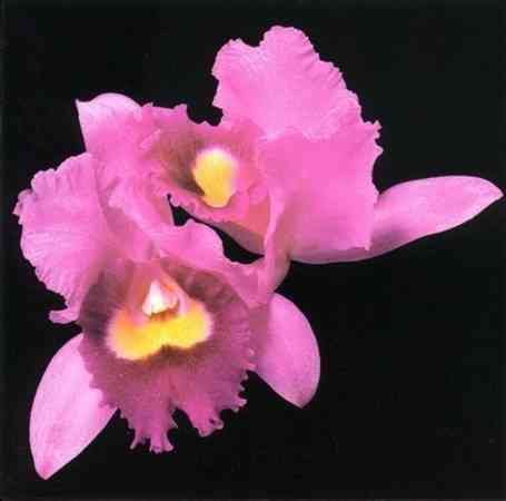 Opeth - ORCHID | CD