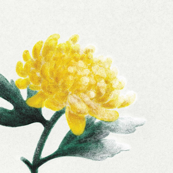 VA - Spring Snow | Vinyl