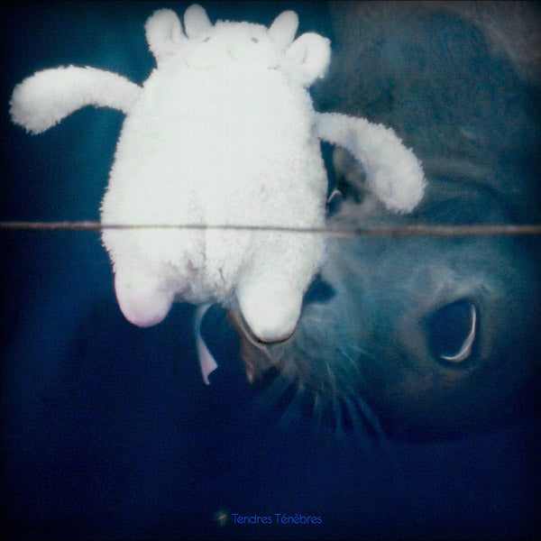 VA - Tendres Tenebres | Vinyl