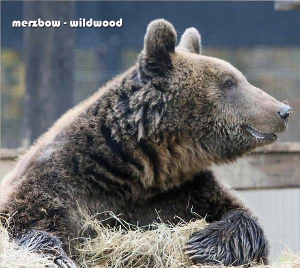 MERZBOW - Wildwood | CD