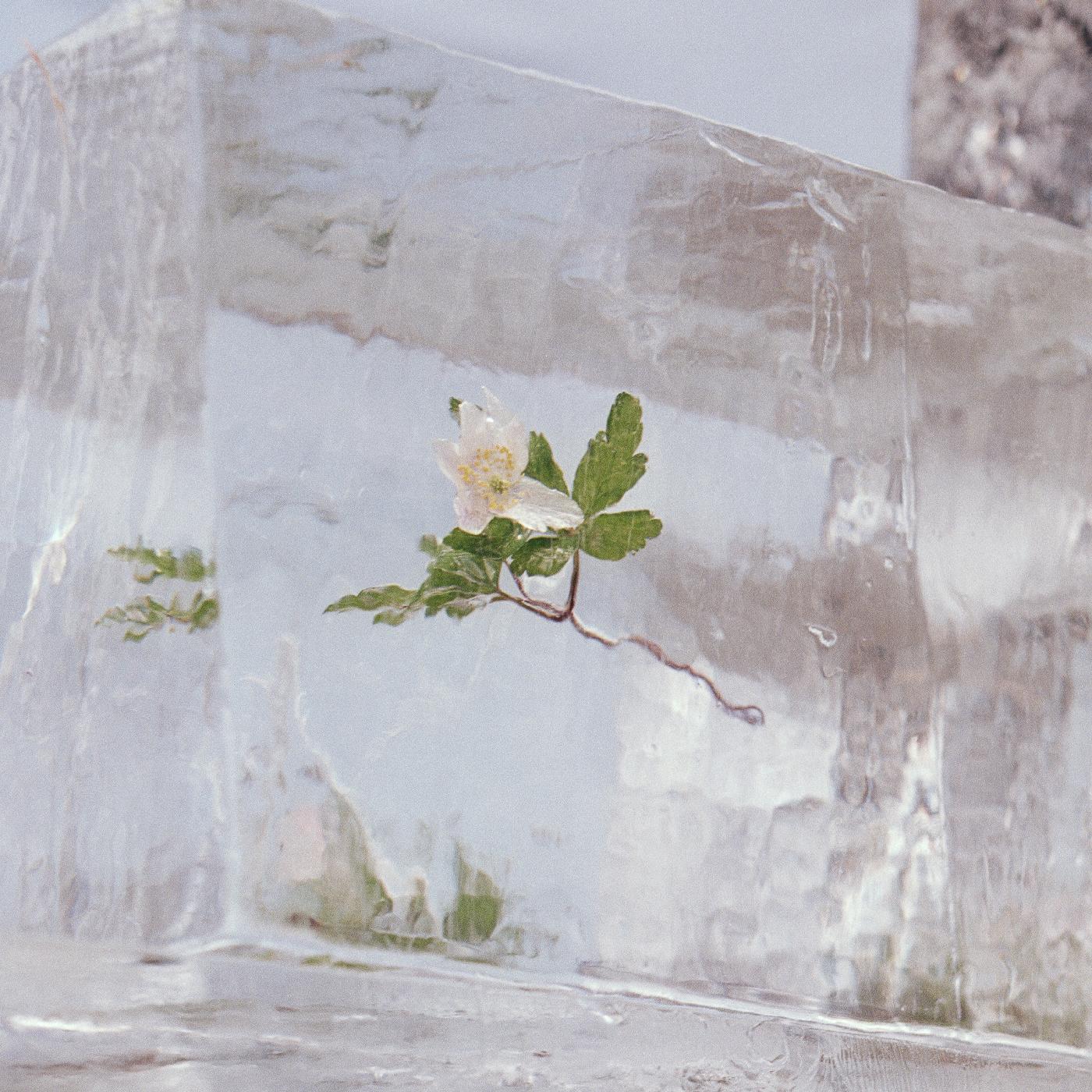 Efterklang - WINDFLOWERS (CLEAR VINYL) | Vinyl