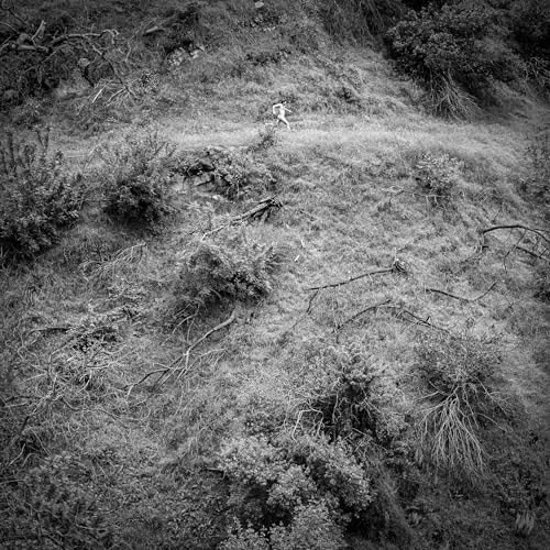 Anna Tivel - Animal Poem | Vinyl