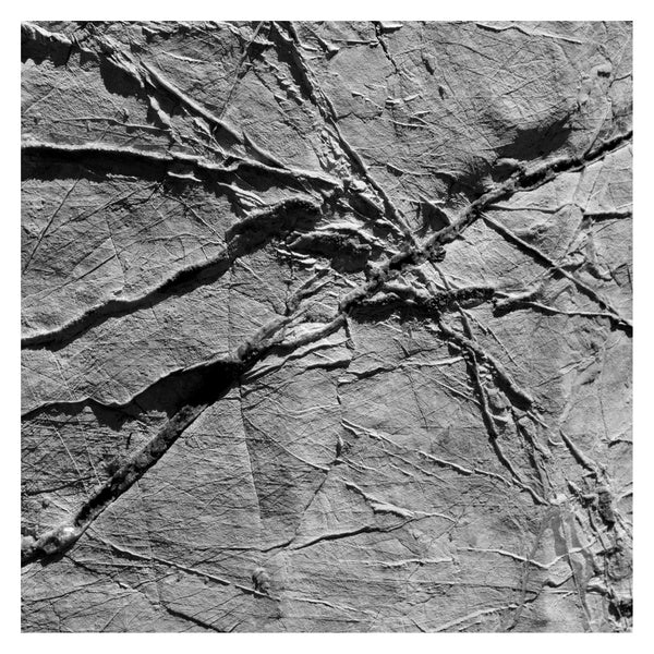 AGF & VARIOUS - Arachnesound | CD