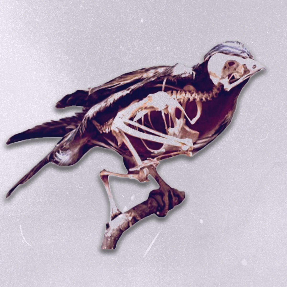 1970s Film Stock - Birds | CD