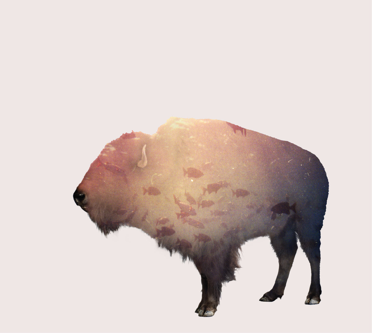 The Phoenix Foundation - Buffalo | CD