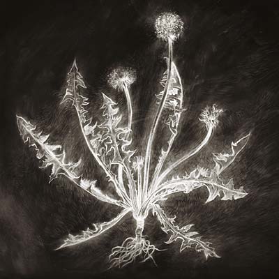 SCOTT TUMA - Dandelion | CD