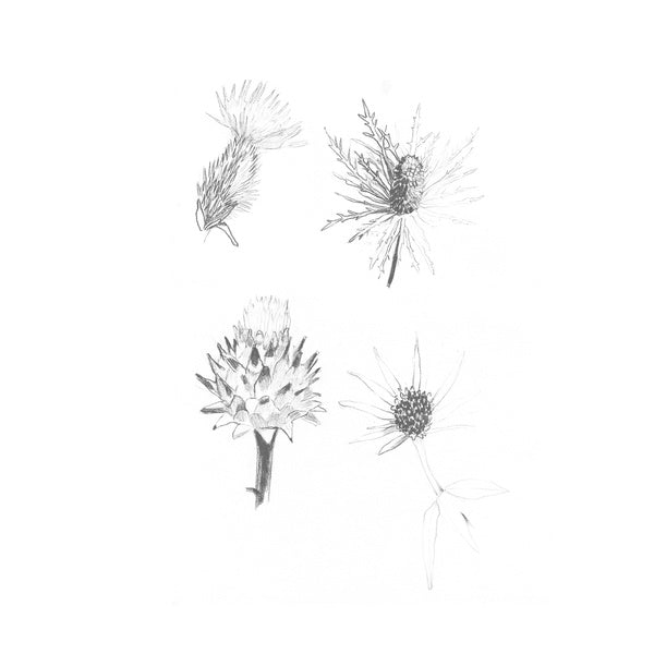 DISTELS - Distels | Vinyl