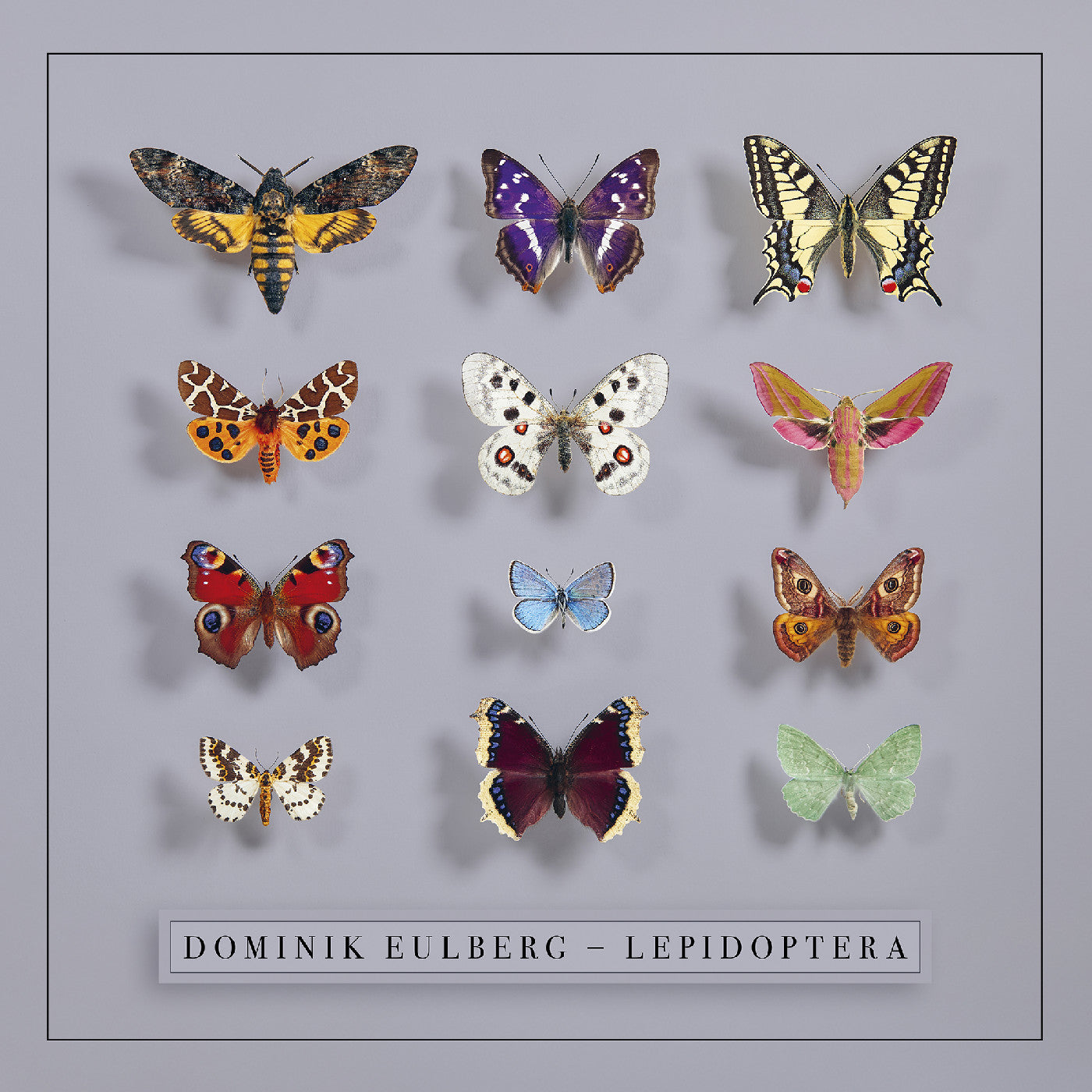 Dominik Eulberg | Lepidoptera | Vinyl