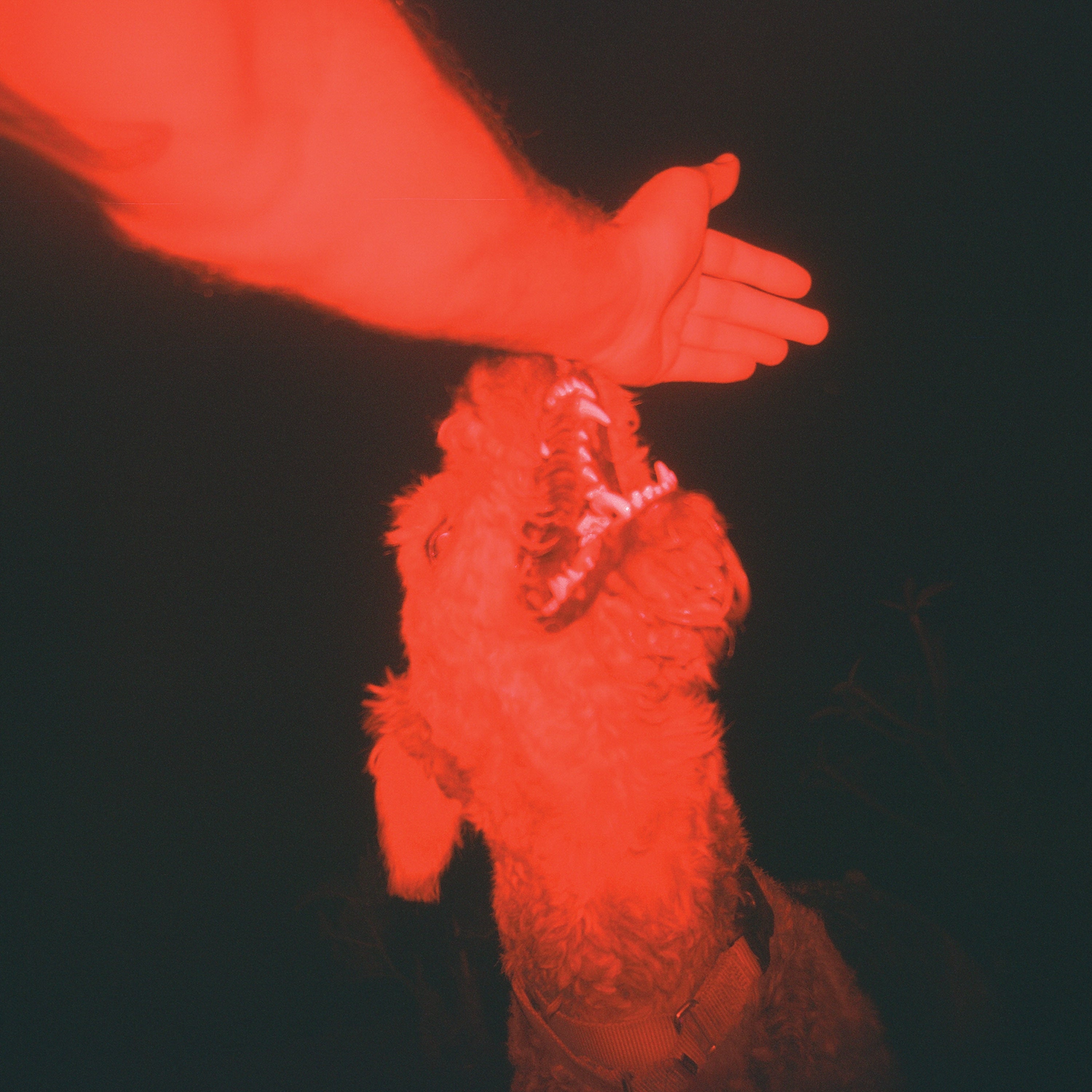 Eli Winter - A Trick Of The Light | Vinyl