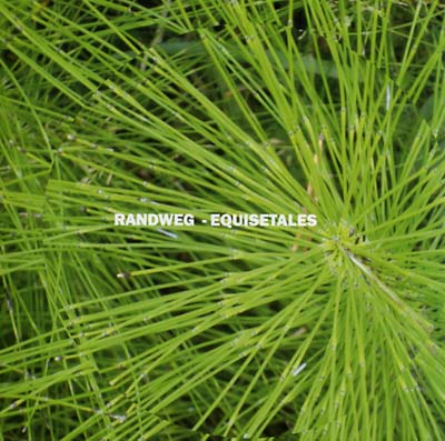RANDWEG - Equisetales | Vinyl