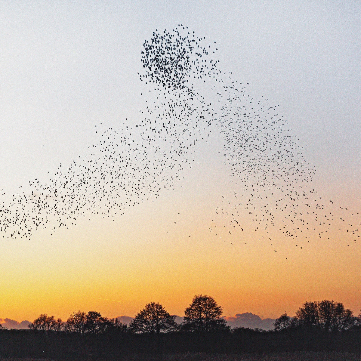 Erland Cooper - Dawn Chorus [CD] | CD