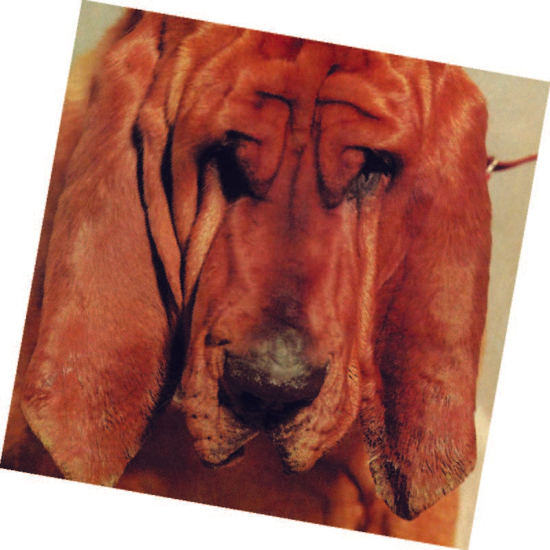 Ty Segall | Goodbye Bread | CD