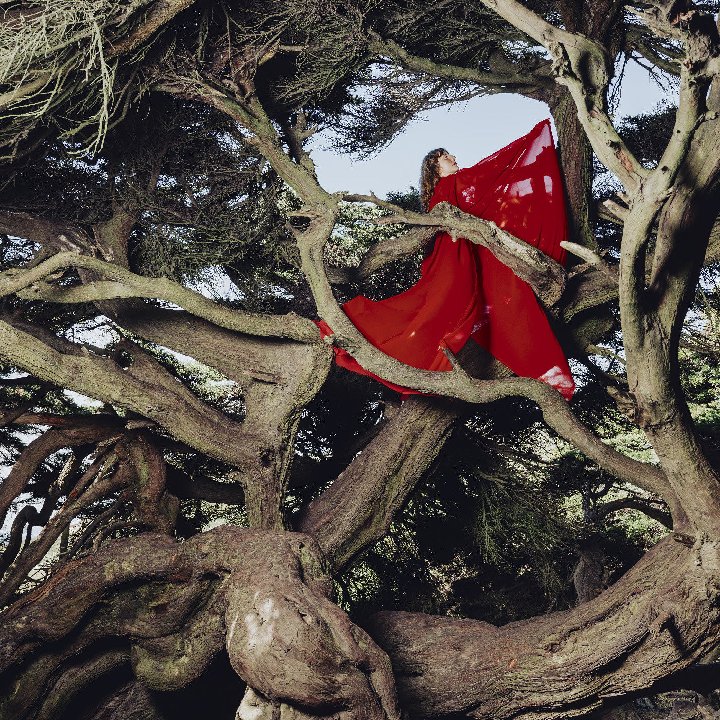 Hannah Frances - Nested In Tangles | CD