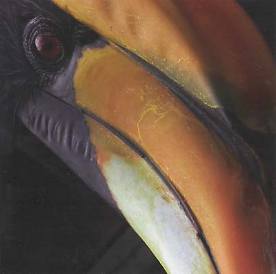 VA - Horn_Bill | CD