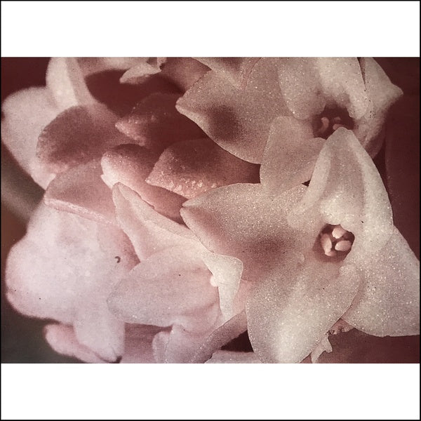 MASONNA - Masonna Vs. Banamara | Vinyl