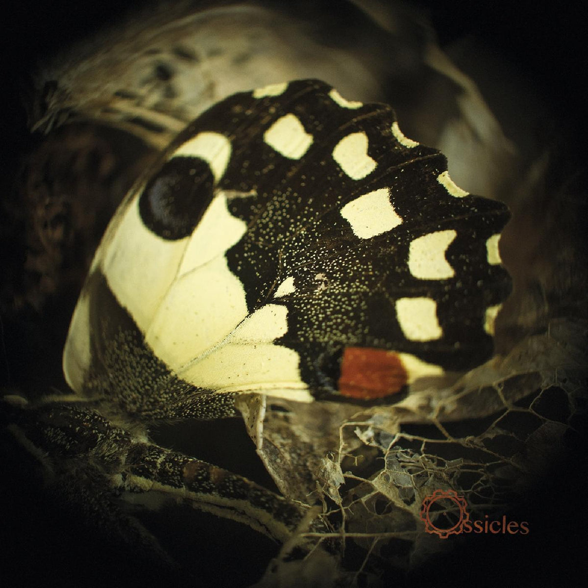 Ossicles - Music For Wastelands | CD