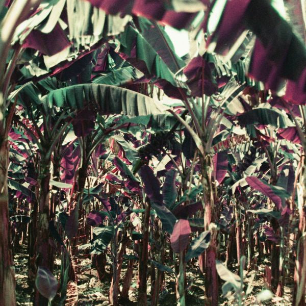 DAMPE - Peach Shuffle EP | Vinyl