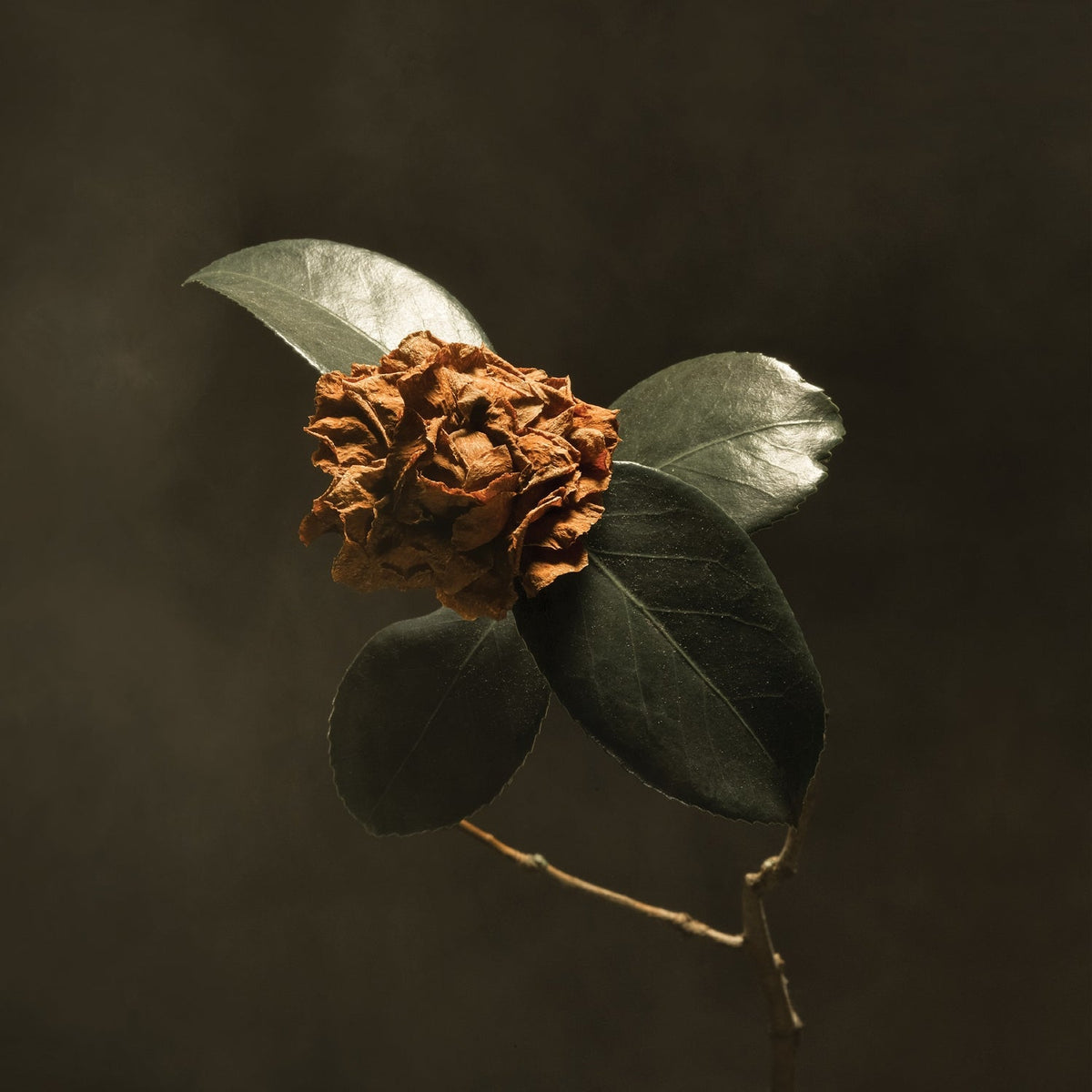 St. Paul & The Broken Bones - Young Sick Camellia | CD