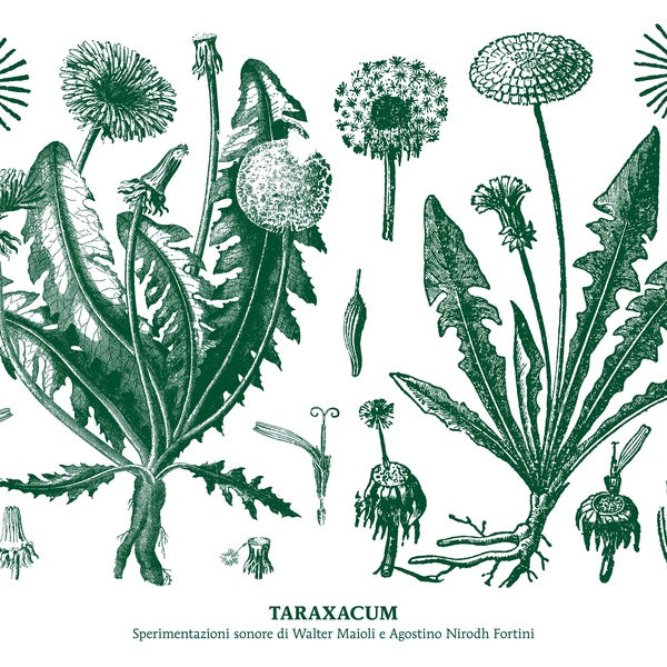 WALTER MAIOLI & NIRODH FORTINI - Taraxacum | CD