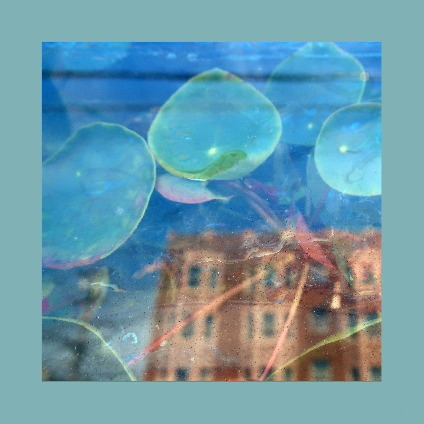 The Reds Pinks & Purples | Acknowledge Kindness (Indie Exclusive, Subconscious Window Pane Vinyl) | Vinyl