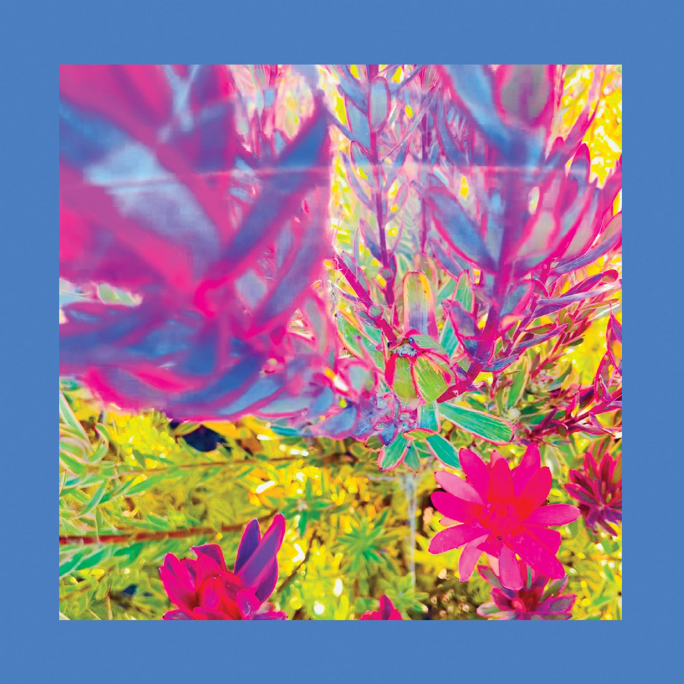 The Reds Pinks & Purples - The Past Is A Garden I Never Fed | CD