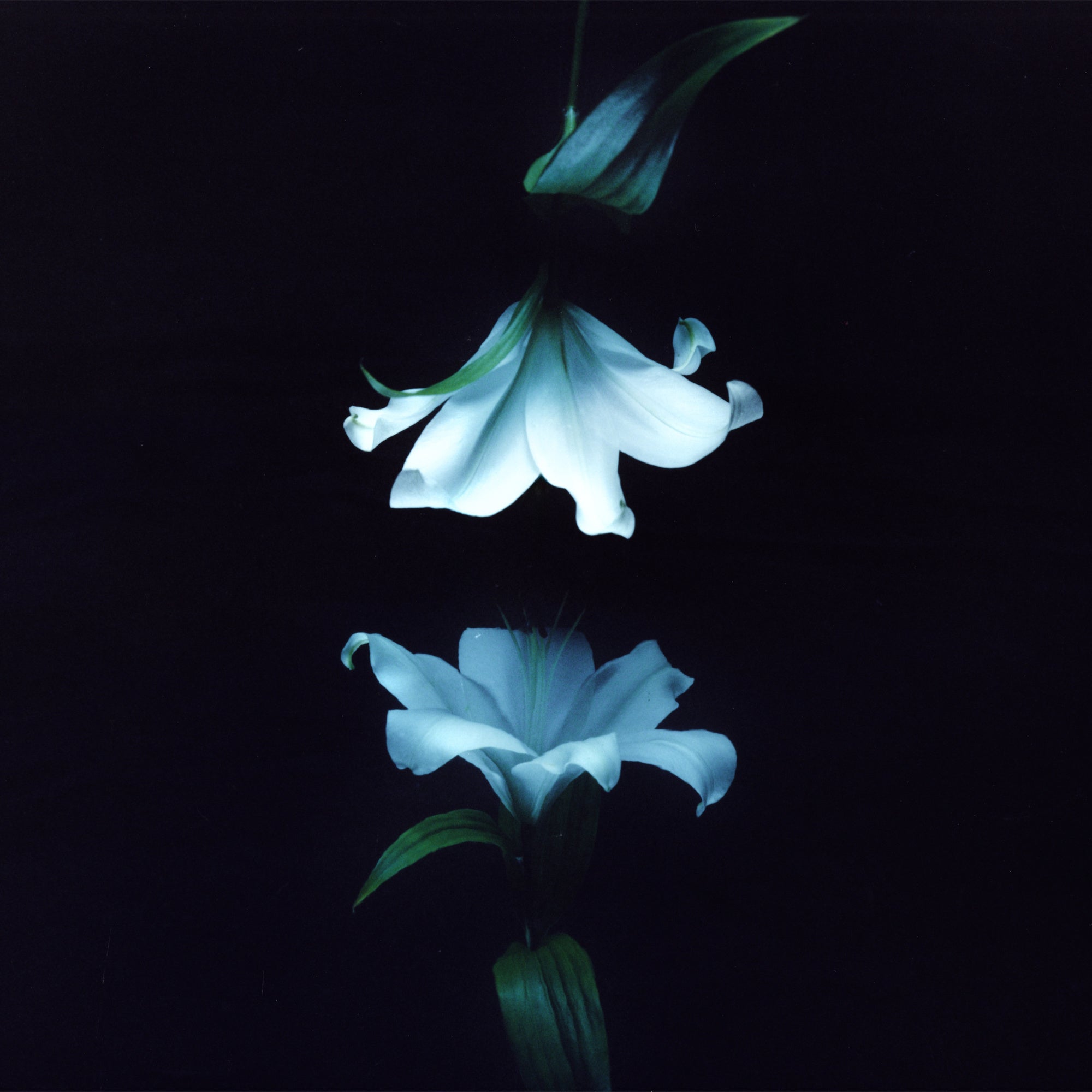 Wasia Project - Nocturne | CD
