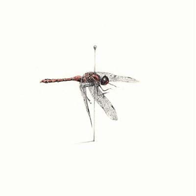 WARM WIDOW - Widower | CD