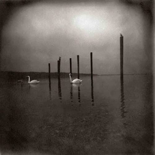 OM | Conference Of The Birds | Vinyl